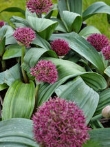 Bild von Zierlauch 'Red Giant' im Onlineshop von Bohlken Pflanzenversand GbR