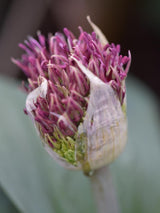 Bild von Zierlauch 'Red Giant' im Onlineshop von Bohlken Pflanzenversand GbR