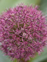 Bild von Zierlauch 'Red Giant' im Onlineshop von Bohlken Pflanzenversand GbR