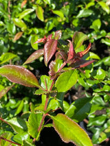 Bild von Zierquitte 'Crimson and Gold' im Onlineshop von Bohlken Pflanzenversand GbR