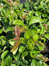 Bild von Zierquitte 'Jet Trail' im Onlineshop von Bohlken Pflanzenversand GbR