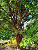 Bild von Zimtahorn im Onlineshop von Bohlken Pflanzenversand GbR