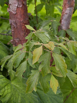 Bild von Zimtahorn im Onlineshop von Bohlken Pflanzenversand GbR