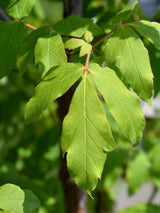 Bild von Zimtahorn im Onlineshop von Bohlken Pflanzenversand GbR