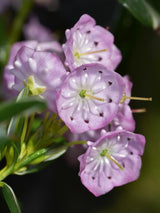 Bild von Zwerg-Berglorbeer im Onlineshop von Bohlken Pflanzenversand GbR