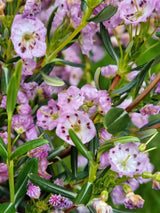 Bild von Zwerg-Berglorbeer im Onlineshop von Bohlken Pflanzenversand GbR