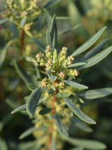 Bild von Zwerg-Berglorbeer im Onlineshop von Bohlken Pflanzenversand GbR