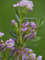 Bild von Zwerg-Berglorbeer im Onlineshop von Bohlken Pflanzenversand GbR