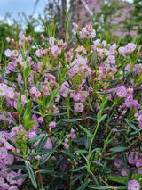 Bild von Zwerg-Berglorbeer im Onlineshop von Bohlken Pflanzenversand GbR