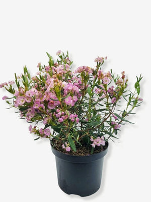 Bild von Zwerg-Berglorbeer im Onlineshop von Bohlken Pflanzenversand GbR
