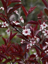 Bild von Zwerg-Blutpflaume im Onlineshop von Bohlken Pflanzenversand GbR