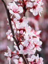 Bild von Zwerg-Blutpflaume im Onlineshop von Bohlken Pflanzenversand GbR