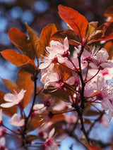 Bild von Zwerg-Blutpflaume im Onlineshop von Bohlken Pflanzenversand GbR