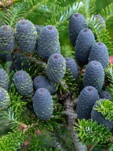 Bild von Zwerg-Korea-Tanne 'Molli' im Onlineshop von Bohlken Pflanzenversand GbR