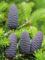 Bild von Zwerg-Korea-Tanne 'Molli' im Onlineshop von Bohlken Pflanzenversand GbR