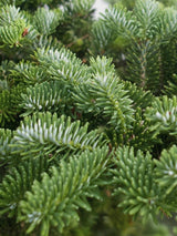 Bild von Zwerg-Korea-Tanne 'Molli' im Onlineshop von Bohlken Pflanzenversand GbR