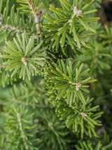 Bild von Zwerg-Korea-Tanne 'Molli' im Onlineshop von Bohlken Pflanzenversand GbR