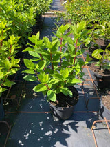 Bild von Zwerg- Rispenhortensie 'Baby Lace' im Onlineshop von Bohlken Pflanzenversand GbR