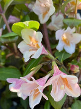 Bild von Zwerg-Weigelie 'Vintage Love' ® im Onlineshop von Bohlken Pflanzenversand GbR