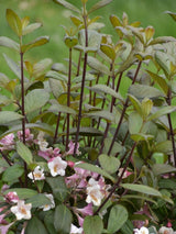 Bild von Zwerg-Weigelie 'Vintage Love' ® im Onlineshop von Bohlken Pflanzenversand GbR