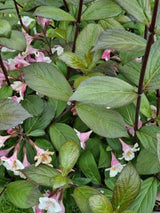 Bild von Zwerg-Weigelie 'Vintage Love' ® im Onlineshop von Bohlken Pflanzenversand GbR