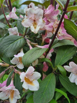 Bild von Zwerg-Weigelie 'Vintage Love' ® im Onlineshop von Bohlken Pflanzenversand GbR