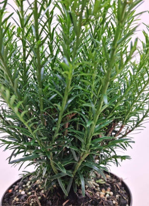 Bild von Zwergeibe 'Renkes Kleiner Grüner' ® im Onlineshop von Bohlken Pflanzenversand GbR
