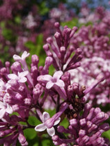 Bild von Zwergflieder, Duftflieder Bloomerang 'Dark Purple' ® im Onlineshop von Bohlken Pflanzenversand GbR