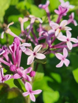 Bild von Zwergflieder, Duftflieder Bloomerang 'Dark Purple' ® im Onlineshop von Bohlken Pflanzenversand GbR