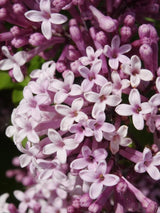 Bild von Zwergflieder, Duftflieder 'Palibin' im Onlineshop von Bohlken Pflanzenversand GbR