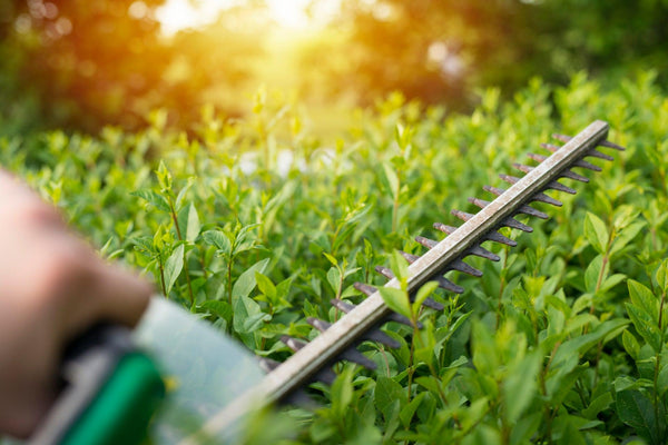 Blog-Titlebild eines Artikels zum Thema Hecke entfernen - Platz für Neues schaffen im Onlineshop von Bohlken Pflanzenversand GbR