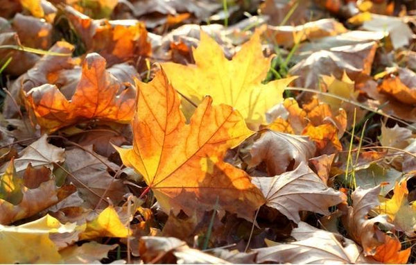 Blog-Titlebild eines Artikels zum Thema Herbstlaub verwerten: Tipps zur Nutzung und Entsorgung im Onlineshop von Bohlken Pflanzenversand GbR