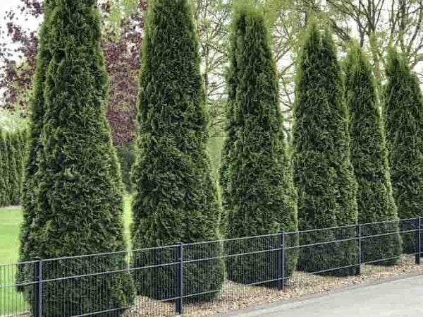 Jetzt lesen: Pflegetipps fr den Thuja Smaragd Lebensbaum  Bohlken  Pflanzenversand GbR