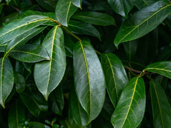 Umstrittener Kirschlorbeer: Sein Wert für Garten und Natur