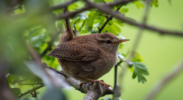 Naturnahe Hecken als Vogelschutz