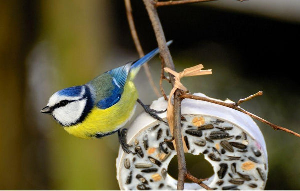 Blog-Titlebild eines Artikels zum Thema Wildvögel richtig füttern im Onlineshop von Bohlken Pflanzenversand GbR