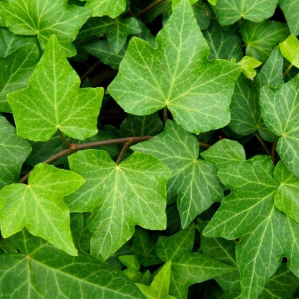 Alle Artikel in der Kategorie Efeu Hedera  Bohlken Pflanzenversand GbR