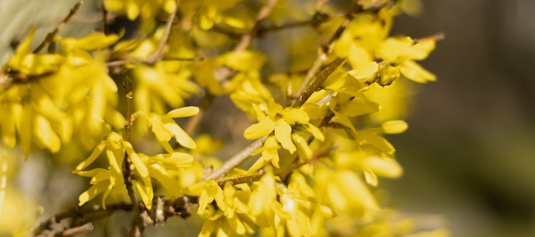 Alle Artikel in der Kategorie Forsythia / Forsythie Bohlken