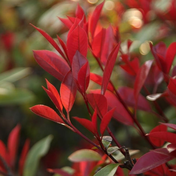 Alle Artikel in der Kategorie Glanzmispel / Photinia  Bohlken  Pflanzenversand GbR