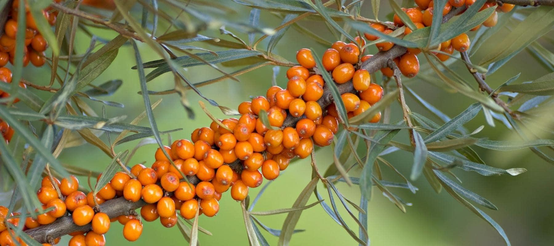 Alle Artikel in der Kategorie Hippophae / Sanddorn Bohlken