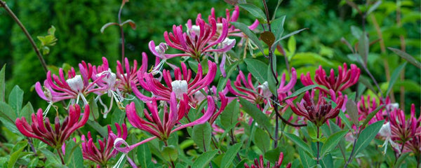 campsis plant Campsis t. 'Madame Galen' (Trumpet Vine)