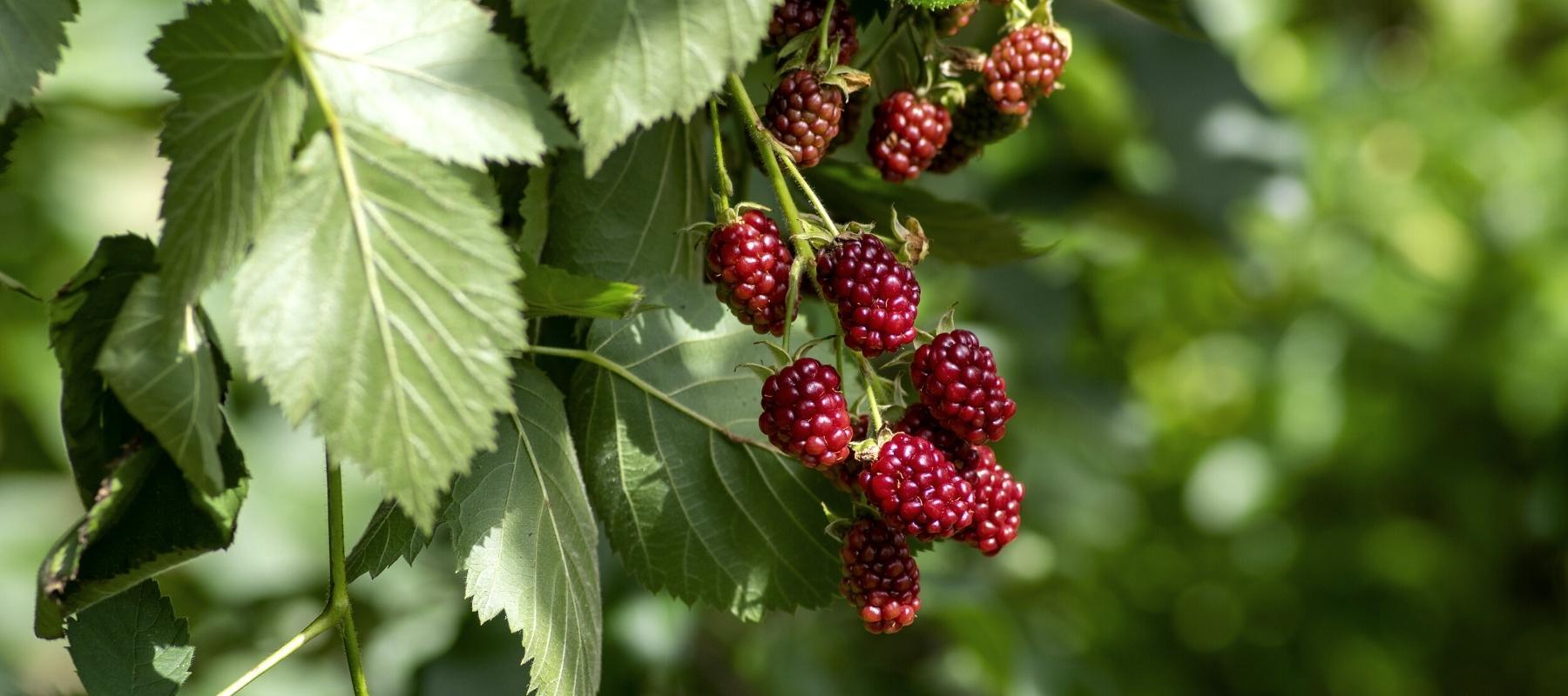 Alle Artikel in der Kategorie Rubus / Brombeere Bohlken