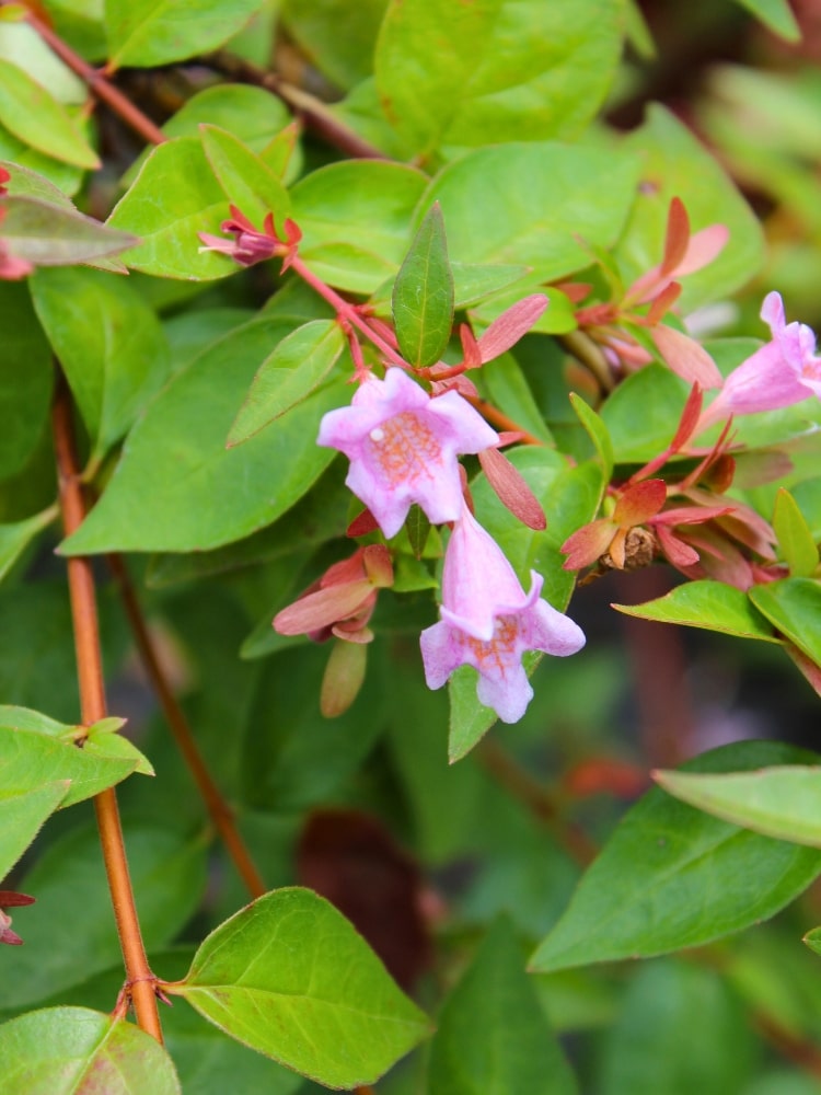 Abelia 'Edward Goucher', Abelie 'Edward Goucher' im Onlineshop bei Bohlken Baumschulen