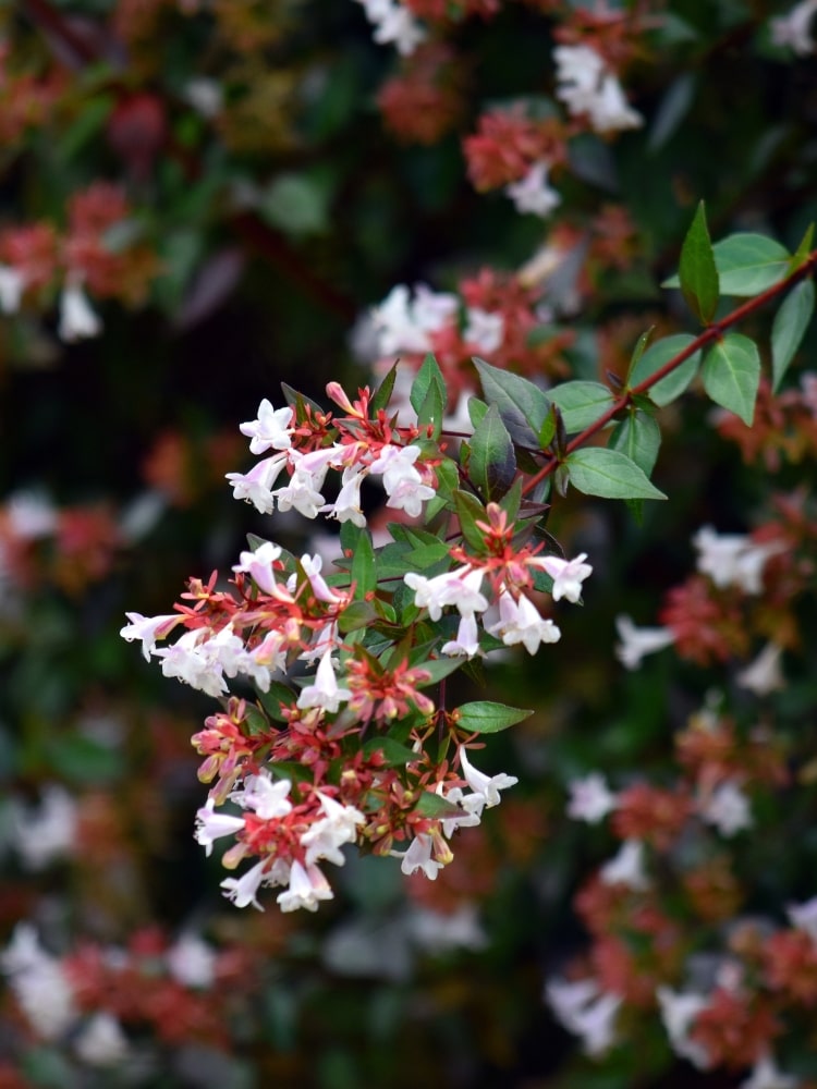 Abelia grandiflora im Onlineshop von Bohlken Baumschulen