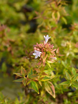 Abelia grandiflora 'Kaleidoscope', im Onlineshop von Bohlken Pflanzenversand