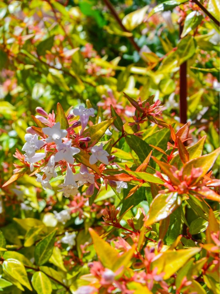 Abelia grandiflora 'Kaleidoscope', im Onlineshop von Bohlken Baumschulen