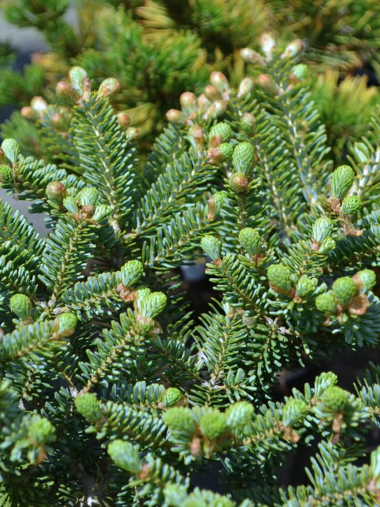 Abies koreana 'Blue Emperor' im Onlineshop von Bohlken Baumschulen
