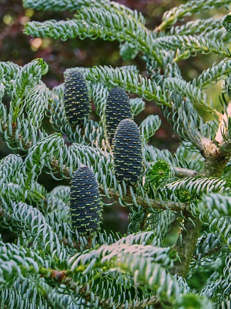 Abies koreana 'Silberlocke', Koreatanne 'Silberlocke' im Onlineshop der Bohlken Baumschulen