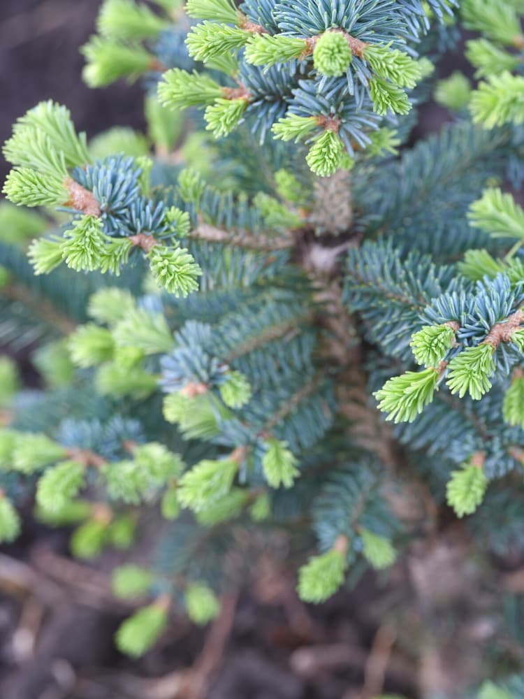 Zwerg-Korktanne, Abies lasiocarpa 'Compacta' kaufen im Online-Shop der Bohlken Baumschulen