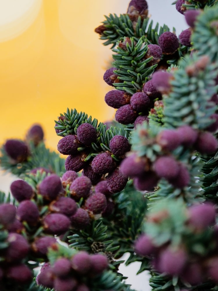Abies pinsapo 'Glauca' bei Bohlken Baumschulen im Onlineshop